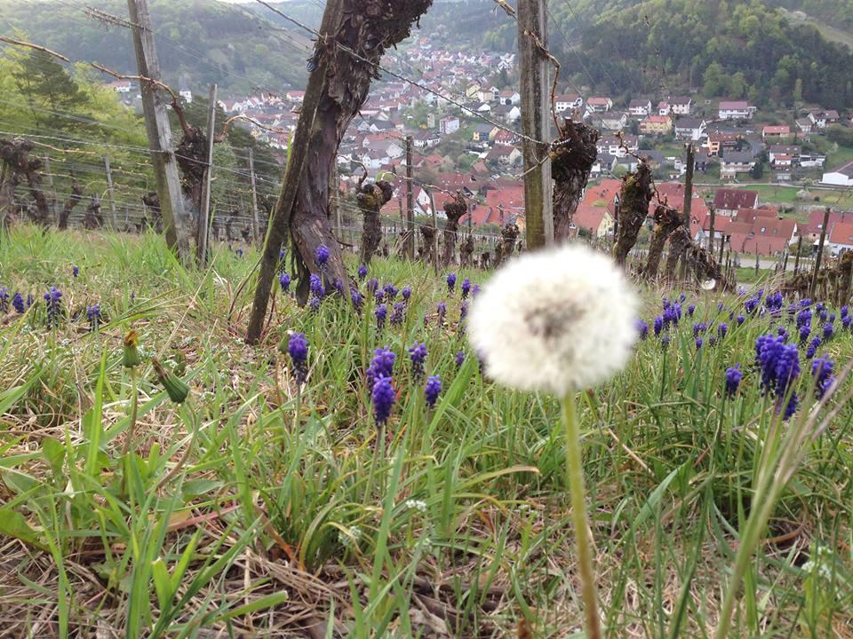 Gaestehaus Ingrid Ramsthal Dış mekan fotoğraf